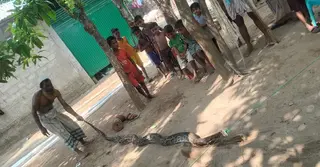সেন্টমার্টিনে ১৫ ফুট লম্বা অজগর উদ্ধার